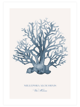 Vita Marina - Art Print